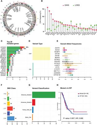 m7G-related gene NUDT4 as a novel biomarker promoting cancer cell proliferation in lung adenocarcinoma